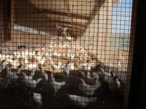 Bâtiment des poules pondeuses, aire à climat extérieur (SST)