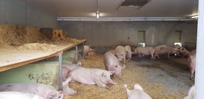 A l’intérieur du bâtiment des truies. A l’arrière, le conduit fixé au plafond libère l’air d’alimentation vers le bas avec plusieurs sorties. Au milieu du plafond, la sortie de l’air d’évacuation.