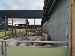 Aire d’exercice des truies avec le conduit d’évacuation de l’air de leur bâtiment en haut (habil-lage rectangulaire à l’arrière de l’image, perpendicu-laire à l’aire).