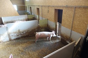 Schwein auf dem Weg nach draussen