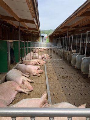 Galtsauen am sich sonnen