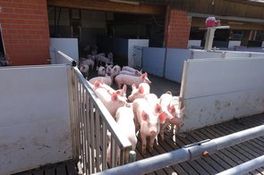 Vue de la zone de sortie de l’aire d’alimentation vers l’aire d‘exercice