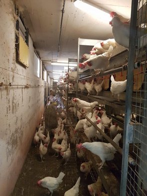 Poules pondeuses à l'intérieur du poulailler : volières avec perchoirs et abreuvoirs à tétons. Derrière les volets jaunes (au milieu de l'image à droite) se trouvent les nids.