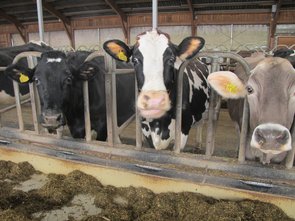 Places au cornadis séparées : pour une alimentation tranquille