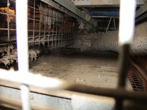 Vue de la bande à fientes avec conduit d'alimentation d'air