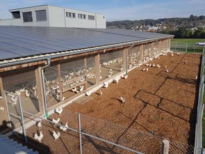 Poules pondeuses : Parcours non couvert pour mauvais temps avec copeaux de bois (SRPA)