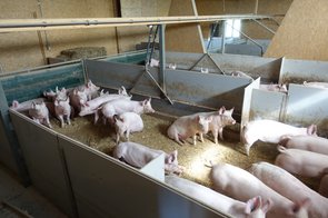 Aire de repos à l’intérieur de la porcherie